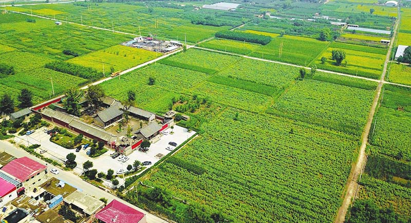 田園變公園村莊變景區(qū)省城晉源區(qū)王郭村1500畝葵花進(jìn)入盛花期，百萬朵葵花悉數(shù)怒放，吸引了大批游客慕名前來。【詳細(xì)】